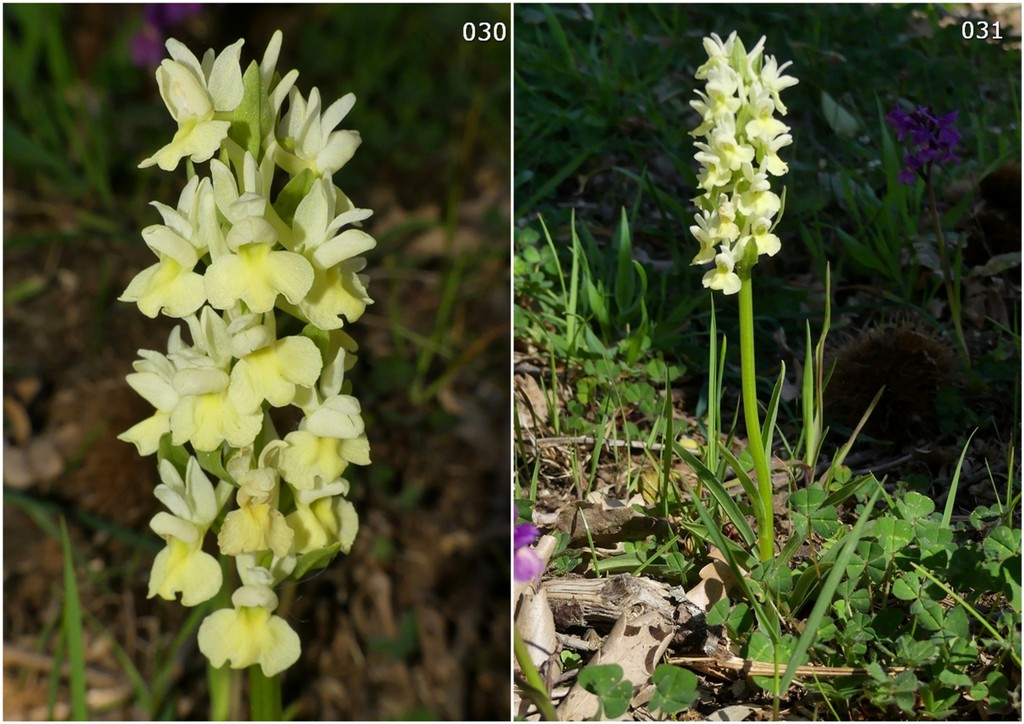 Dactylorhiza romana in una splendida variabilit - provincia di Caserta marzo 2019